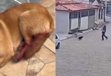 Mariana: cadela é ferida com golpe de foice em Cachoeira do Brumado Mariana: cadela é ferida com golpe de foice em Cachoeira do Brumado