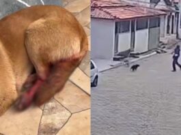 Mariana: cadela é ferida com golpe de foice em Cachoeira do Brumado Mariana: cadela é ferida com golpe de foice em Cachoeira do Brumado