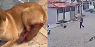 Mariana: cadela é ferida com golpe de foice em Cachoeira do Brumado Mariana: cadela é ferida com golpe de foice em Cachoeira do Brumado
