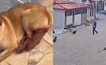 Mariana: cadela é ferida com golpe de foice em Cachoeira do Brumado Mariana: cadela é ferida com golpe de foice em Cachoeira do Brumado
