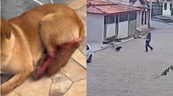 Mariana: cadela é ferida com golpe de foice em Cachoeira do Brumado Mariana: cadela é ferida com golpe de foice em Cachoeira do Brumado