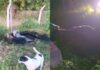 Ouro Preto: vaca é resgatada de fossa ao lado de escola em Amarantina; VEJA VÍDEO Ouro Preto: vaca é resgatada de fossa ao lado de escola em Amarantina