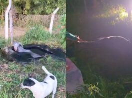 Ouro Preto: vaca é resgatada de fossa ao lado de escola em Amarantina; VEJA VÍDEO Ouro Preto: vaca é resgatada de fossa ao lado de escola em Amarantina