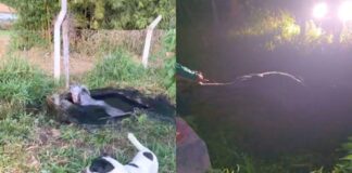 Ouro Preto: vaca é resgatada de fossa ao lado de escola em Amarantina; VEJA VÍDEO Ouro Preto: vaca é resgatada de fossa ao lado de escola em Amarantina