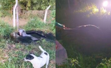 Ouro Preto: vaca é resgatada de fossa ao lado de escola em Amarantina; VEJA VÍDEO Ouro Preto: vaca é resgatada de fossa ao lado de escola em Amarantina