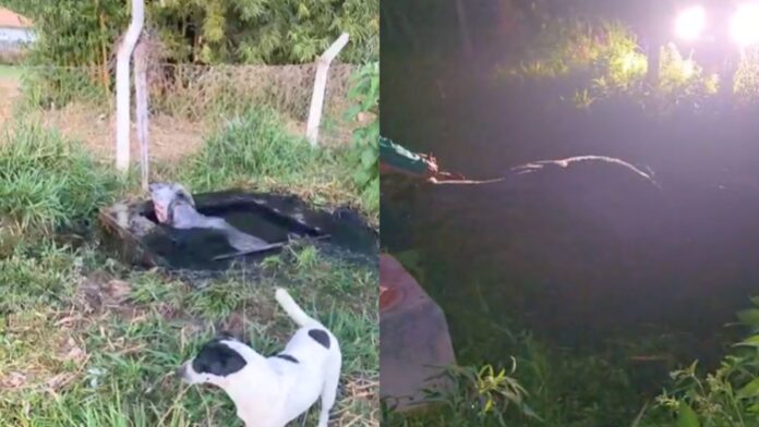 Ouro Preto: vaca é resgatada de fossa ao lado de escola em Amarantina