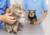 Nova Lima promove mutirão gratuito de castração de cães e gatos Nova Lima promove mutirão gratuito de castração de cães e gatos