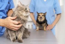 Nova Lima promove mutirão gratuito de castração de cães e gatos Nova Lima promove mutirão gratuito de castração de cães e gatos