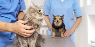 Nova Lima promove mutirão gratuito de castração de cães e gatos Nova Lima promove mutirão gratuito de castração de cães e gatos