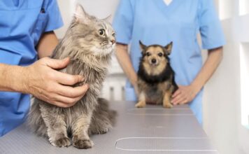 Nova Lima promove mutirão gratuito de castração de cães e gatos Nova Lima promove mutirão gratuito de castração de cães e gatos