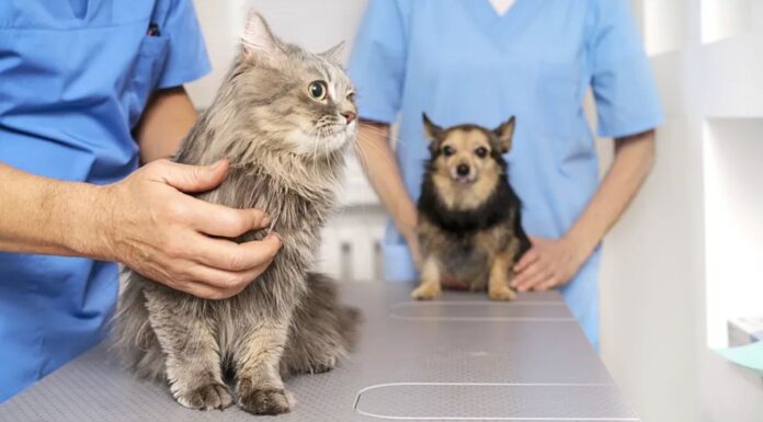 Nova Lima promove mutirão gratuito de castração de cães e gatos Nova Lima promove mutirão gratuito de castração de cães e gatos