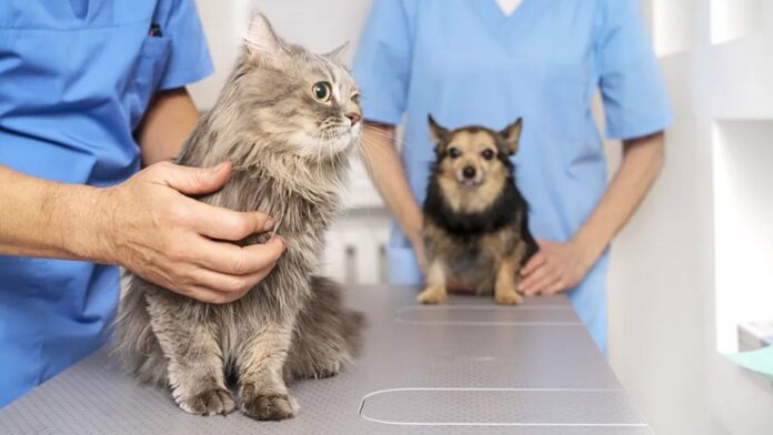 Nova Lima promove mutirão gratuito de castração de cães e gatos