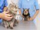 Nova Lima promove mutirão gratuito de castração de cães e gatos Nova Lima promove mutirão gratuito de castração de cães e gatos