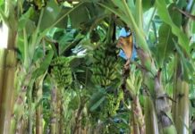 Produção de frutas avança na Zona da Mata