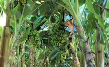 Produção de frutas avança na Zona da Mata