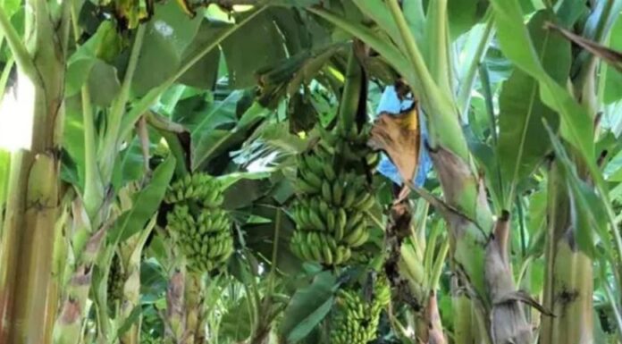 Produção de frutas avança na Zona da Mata