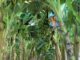 Produção de frutas avança na Zona da Mata
