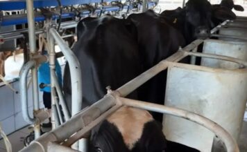 Potência leiteira enfrenta saída de produtores