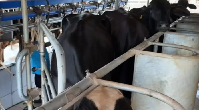 Potência leiteira enfrenta saída de produtores