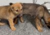 2 filhotinhos de cão abandonados em estrada são salvos pela Patrulha Rural da GCM de Itabirito 2 filhotinhos de cão abandonados em estrada são salvos pela Patrulha Rural da GCM de Itabirito