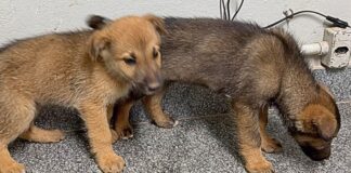 2 filhotinhos de cão abandonados em estrada são salvos pela Patrulha Rural da GCM de Itabirito 2 filhotinhos de cão abandonados em estrada são salvos pela Patrulha Rural da GCM de Itabirito