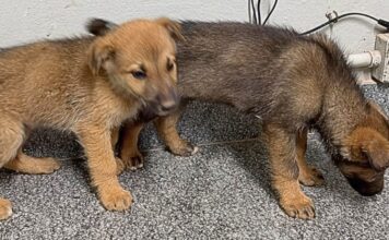 2 filhotinhos de cão abandonados em estrada são salvos pela Patrulha Rural da GCM de Itabirito 2 filhotinhos de cão abandonados em estrada são salvos pela Patrulha Rural da GCM de Itabirito