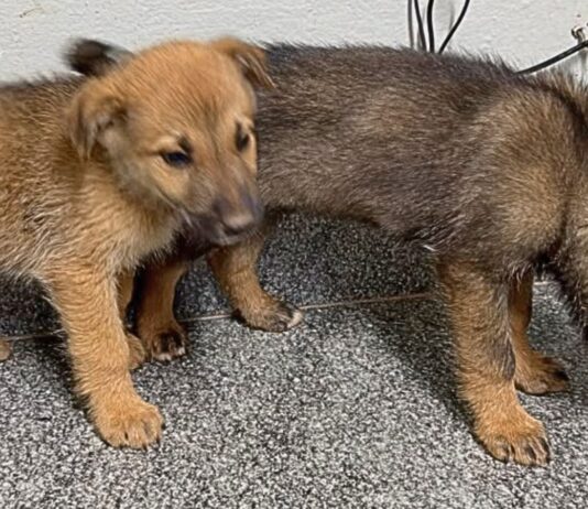 2 filhotinhos de cão abandonados em estrada são salvos pela Patrulha Rural da GCM de Itabirito 2 filhotinhos de cão abandonados em estrada são salvos pela Patrulha Rural da GCM de Itabirito