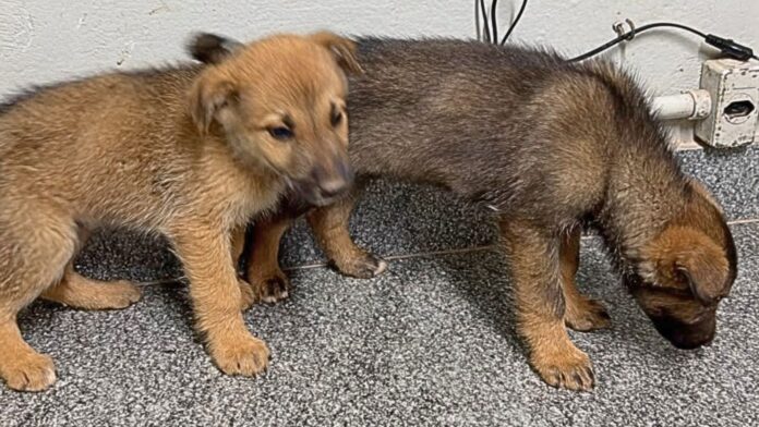 2 filhotinhos de cão abandonados em estrada são salvos pela Patrulha Rural da GCM de Itabirito 2 filhotinhos de cão abandonados em estrada são salvos pela Patrulha Rural da GCM de Itabirito
