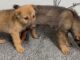 2 filhotinhos de cão abandonados em estrada são salvos pela Patrulha Rural da GCM de Itabirito 2 filhotinhos de cão abandonados em estrada são salvos pela Patrulha Rural da GCM de Itabirito