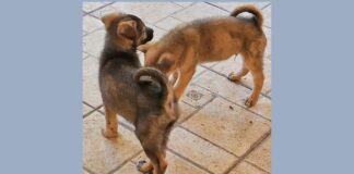 Itabirito: cãezinhos resgatados pela GCM já estão em casa; ‘Não foram abandonados’, diz tutor Itabirito: cãezinhos resgatados pela GCM já estão em casa: ‘Não foram abandonados’, diz tutor
