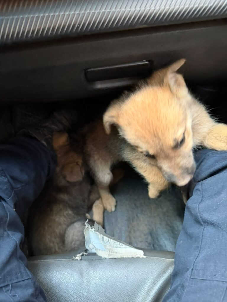 2 filhotinhos de cão abandonados em estrada são salvos pela Patrulha Rural da GCM de Itabirito