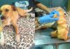 Itabirito: cadelinha resgatada em São Gonçalo do Bação precisa de ajuda para tratamento veterinário Itabirito: cadelinha resgatada em São Gonçalo do Bação precisa de ajuda para tratamento veterinário