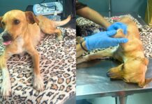 Itabirito: cadelinha resgatada em São Gonçalo do Bação precisa de ajuda para tratamento veterinário Itabirito: cadelinha resgatada em São Gonçalo do Bação precisa de ajuda para tratamento veterinário