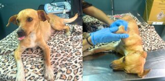 Itabirito: cadelinha resgatada em São Gonçalo do Bação precisa de ajuda para tratamento veterinário Itabirito: cadelinha resgatada em São Gonçalo do Bação precisa de ajuda para tratamento veterinário