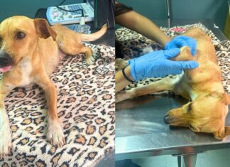 Itabirito: cadelinha resgatada em São Gonçalo do Bação precisa de ajuda para tratamento veterinário Itabirito: cadelinha resgatada em São Gonçalo do Bação precisa de ajuda para tratamento veterinário