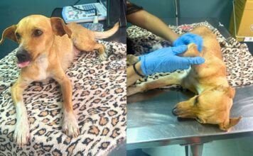Itabirito: cadelinha resgatada em São Gonçalo do Bação precisa de ajuda para tratamento veterinário Itabirito: cadelinha resgatada em São Gonçalo do Bação precisa de ajuda para tratamento veterinário
