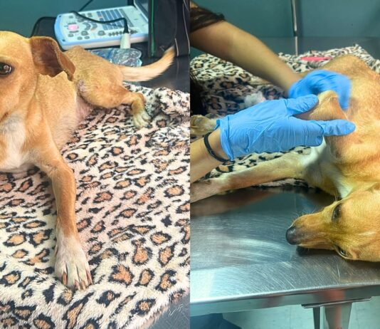 Itabirito: cadelinha resgatada em São Gonçalo do Bação precisa de ajuda para tratamento veterinário Itabirito: cadelinha resgatada em São Gonçalo do Bação precisa de ajuda para tratamento veterinário