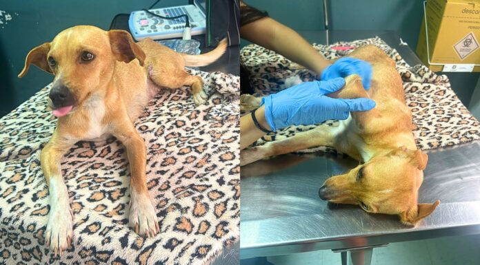 Itabirito: cadelinha resgatada em São Gonçalo do Bação precisa de ajuda para tratamento veterinário Itabirito: cadelinha resgatada em São Gonçalo do Bação precisa de ajuda para tratamento veterinário