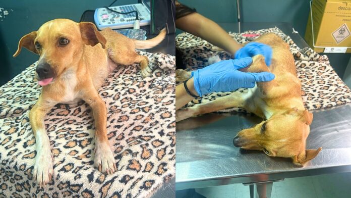 Itabirito: cadelinha resgatada em São Gonçalo do Bação precisa de ajuda para tratamento veterinário Itabirito: cadelinha resgatada em São Gonçalo do Bação precisa de ajuda para tratamento veterinário
