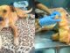Itabirito: cadelinha resgatada em São Gonçalo do Bação precisa de ajuda para tratamento veterinário Itabirito: cadelinha resgatada em São Gonçalo do Bação precisa de ajuda para tratamento veterinário