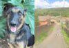 Ouro Preto: cães estão sendo mortos a tiros e por envenenamento em Engenheiro Corrêa Ouro Preto: cães estão sendo mortos a tiros e por envenenamento em Engenheiro Corrêa