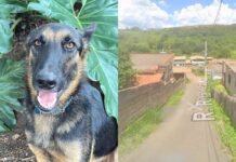 Ouro Preto: moradores denunciam cães e gatos mortos a tiros e por envenenamento em Engenheiro Corrêa Ouro Preto: moradores denunciam envenenamentos e disparos contra animais em Engenheiro Corrêa
