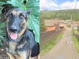 Ouro Preto: cães estão sendo mortos a tiros e por envenenamento em Engenheiro Corrêa Ouro Preto: cães estão sendo mortos a tiros e por envenenamento em Engenheiro Corrêa