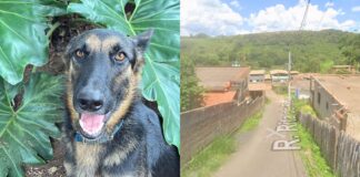 Ouro Preto: cães estão sendo mortos a tiros e por envenenamento em Engenheiro Corrêa Ouro Preto: cães estão sendo mortos a tiros e por envenenamento em Engenheiro Corrêa