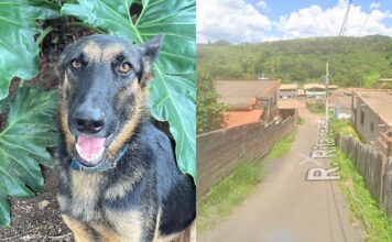 Ouro Preto: cães estão sendo mortos a tiros e por envenenamento em Engenheiro Corrêa Ouro Preto: cães estão sendo mortos a tiros e por envenenamento em Engenheiro Corrêa