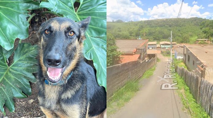 Ouro Preto: moradores denunciam cães e gatos mortos a tiros e por envenenamento em Engenheiro Corrêa Ouro Preto: moradores denunciam envenenamentos e disparos contra animais em Engenheiro Corrêa