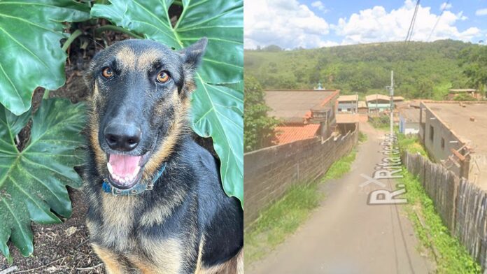Ouro Preto: cães estão sendo mortos a tiros e por envenenamento em Engenheiro Corrêa