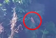 Possíveis filhotes de onça são avistados em Ouro Preto; VEJA VÍDEO Possíveis filhotes de onça são avistados em Ouro Preto; VEJA VÍDEO