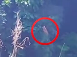 Possíveis filhotes de onça são avistados em Ouro Preto; VEJA VÍDEO Possíveis filhotes de onça são avistados em Ouro Preto; VEJA VÍDEO