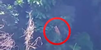 Possíveis filhotes de onça são avistados em Ouro Preto; VEJA VÍDEO Possíveis filhotes de onça são avistados em Ouro Preto; VEJA VÍDEO